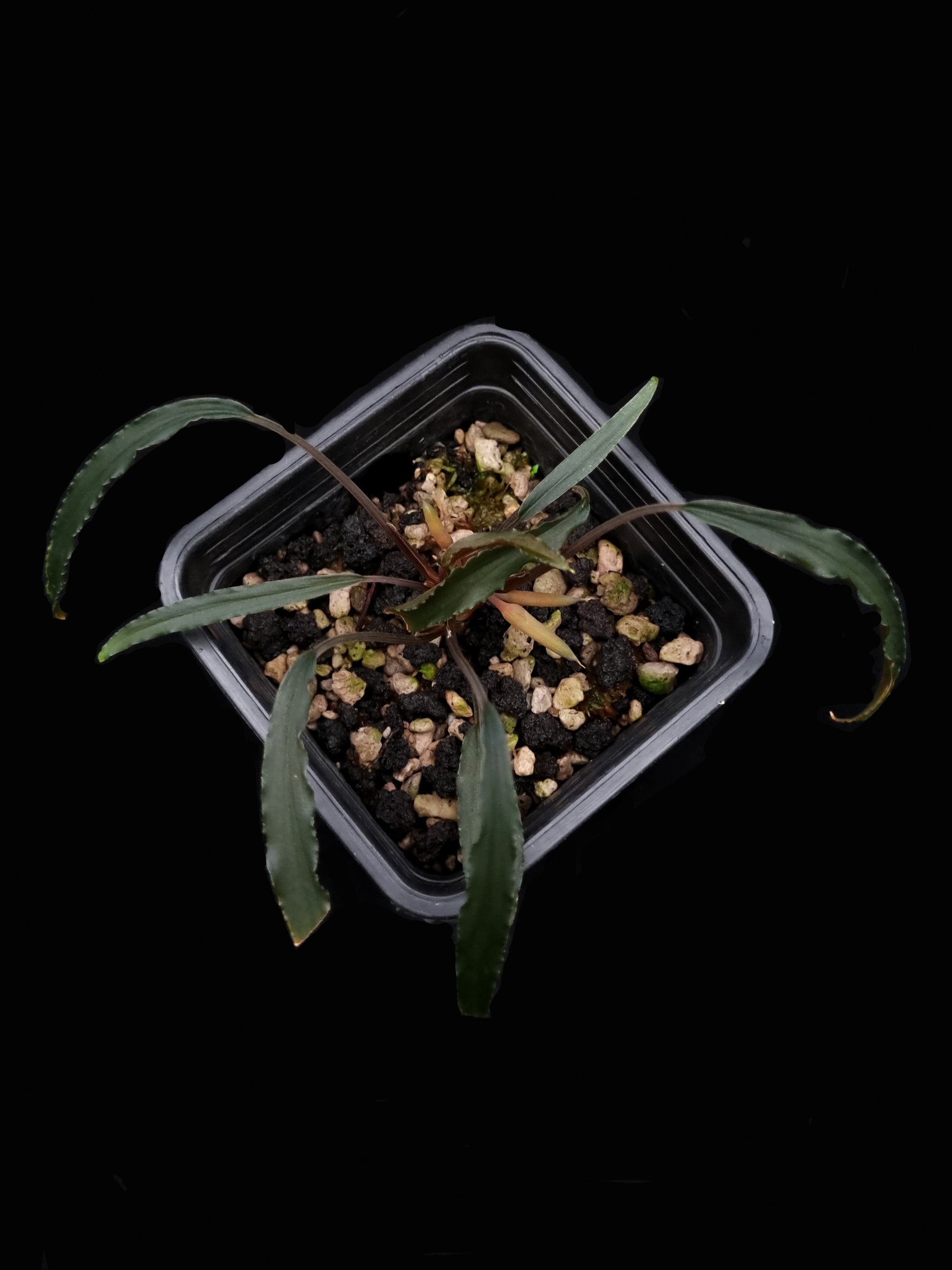 homalomena aff. vittifolia sale Singapore potted terrarium plant top view