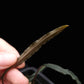 homalomena aff. vittifolia sale Singapore potted terrarium plant leaf abaxial
