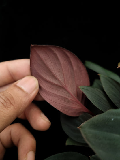 Homalomena sp. 'Wasai Telingan'