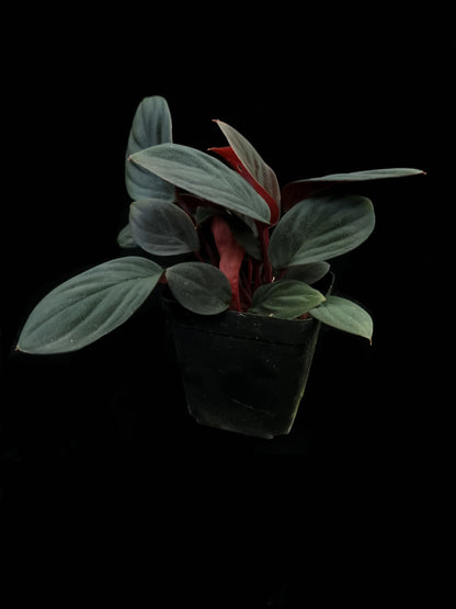 Homalomena sp. 'Wasai Telingan'