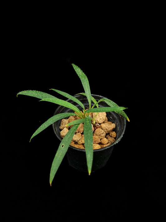 homalomena sp sub-hasei sale Singapore potted plant