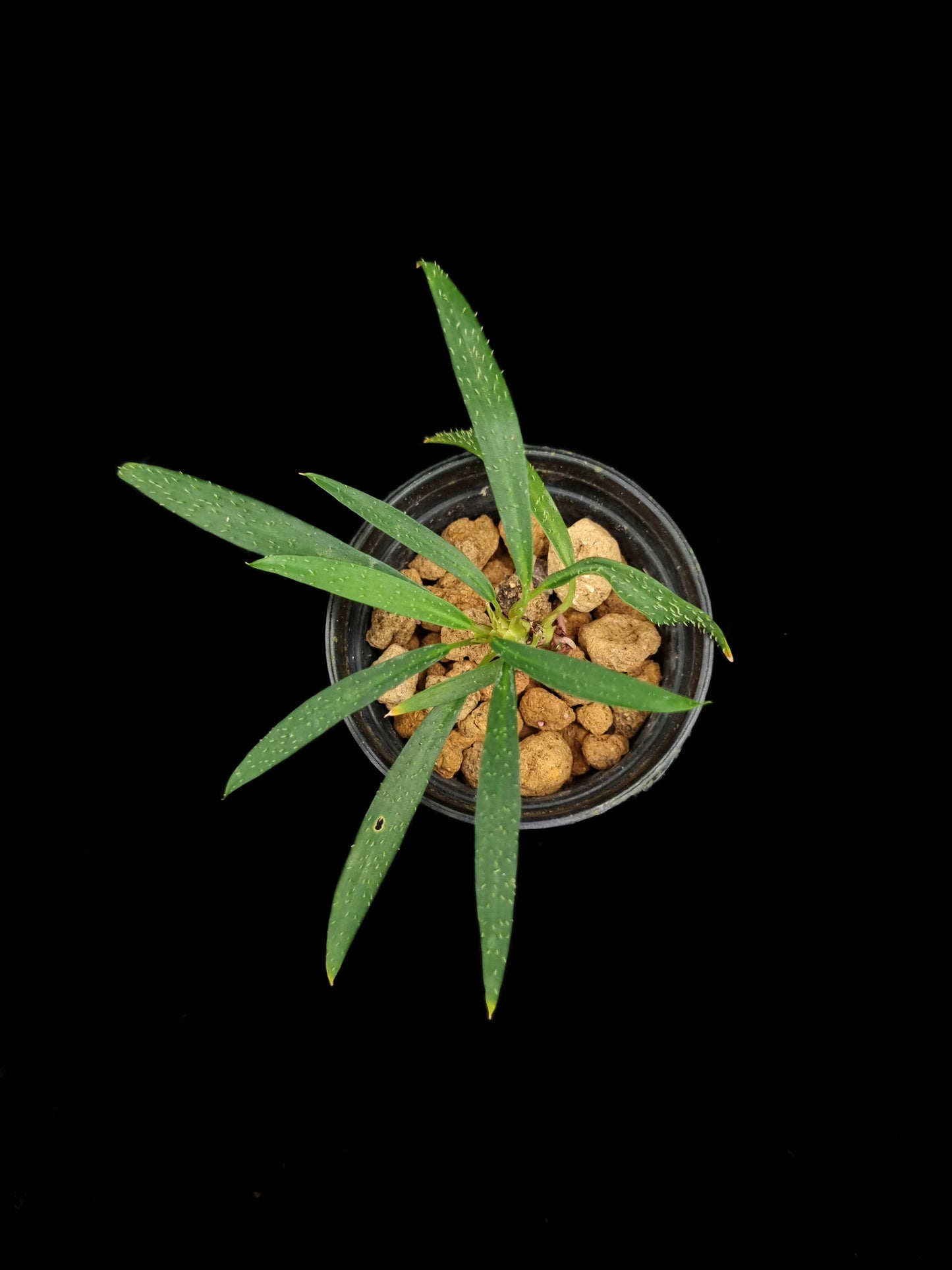 homalomena sp sub-hasei sale Singapore potted plant
