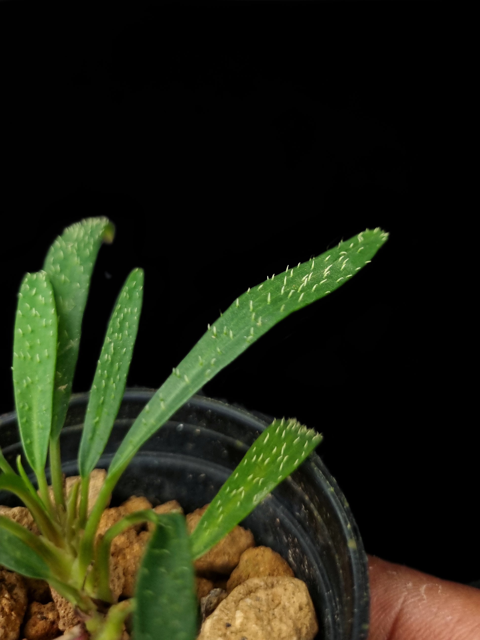 homalomena sp sub-hasei sale Singapore potted plant