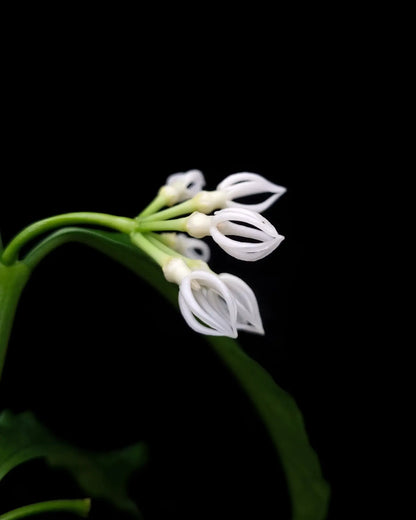 hoya decipulae wax plant sale Singapore potted plant