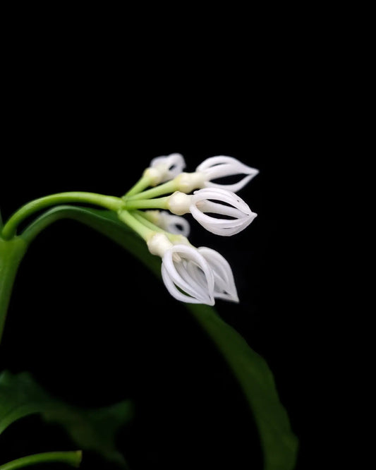 hoya decipulae wax plant sale Singapore potted plant