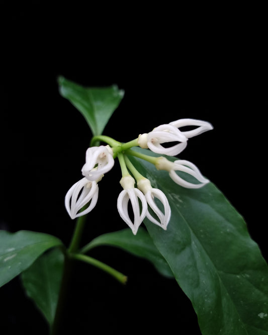 hoya decipulae wax plant sale Singapore potted plant