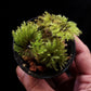 hypnodendron terrarium moss plant sale Singapore 
