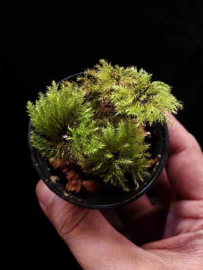 hypnodendron terrarium moss plant sale Singapore 