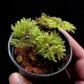 hypnodendron terrarium moss plant sale Singapore 