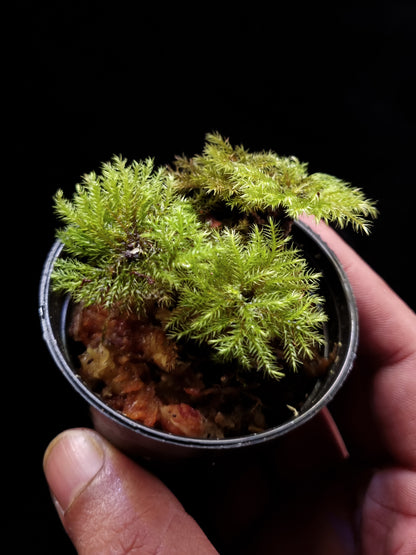 hypnodendron terrarium moss plant sale Singapore 