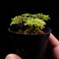 hypnodendron terrarium moss plant sale Singapore 