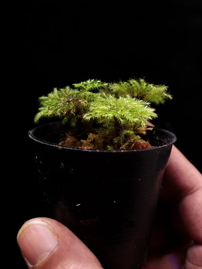 hypnodendron terrarium moss plant sale Singapore 