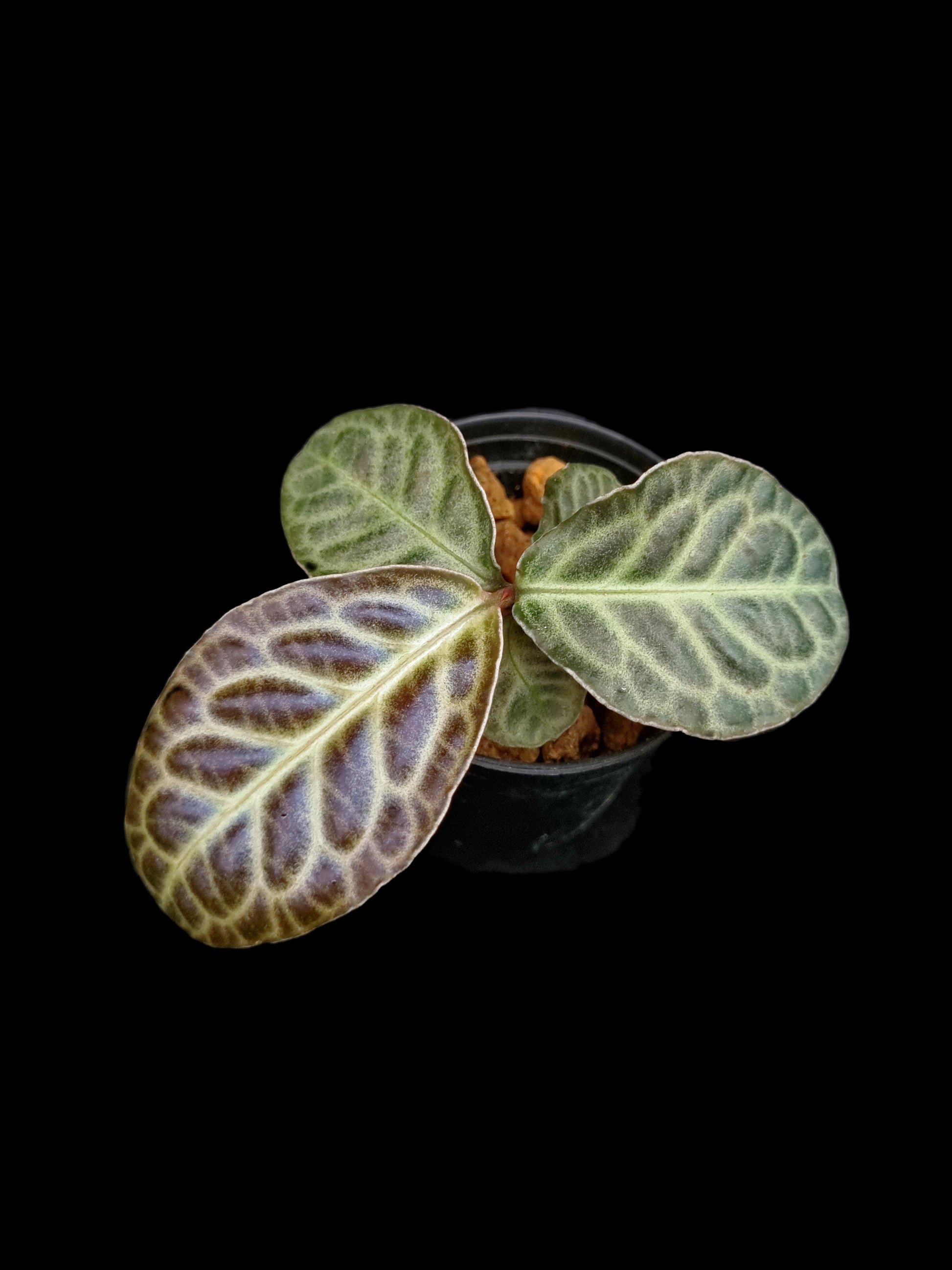 labisia beccarii turtle back sale Singapore potted plant 