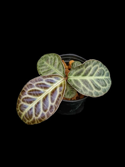labisia beccarii turtle back sale Singapore potted plant 