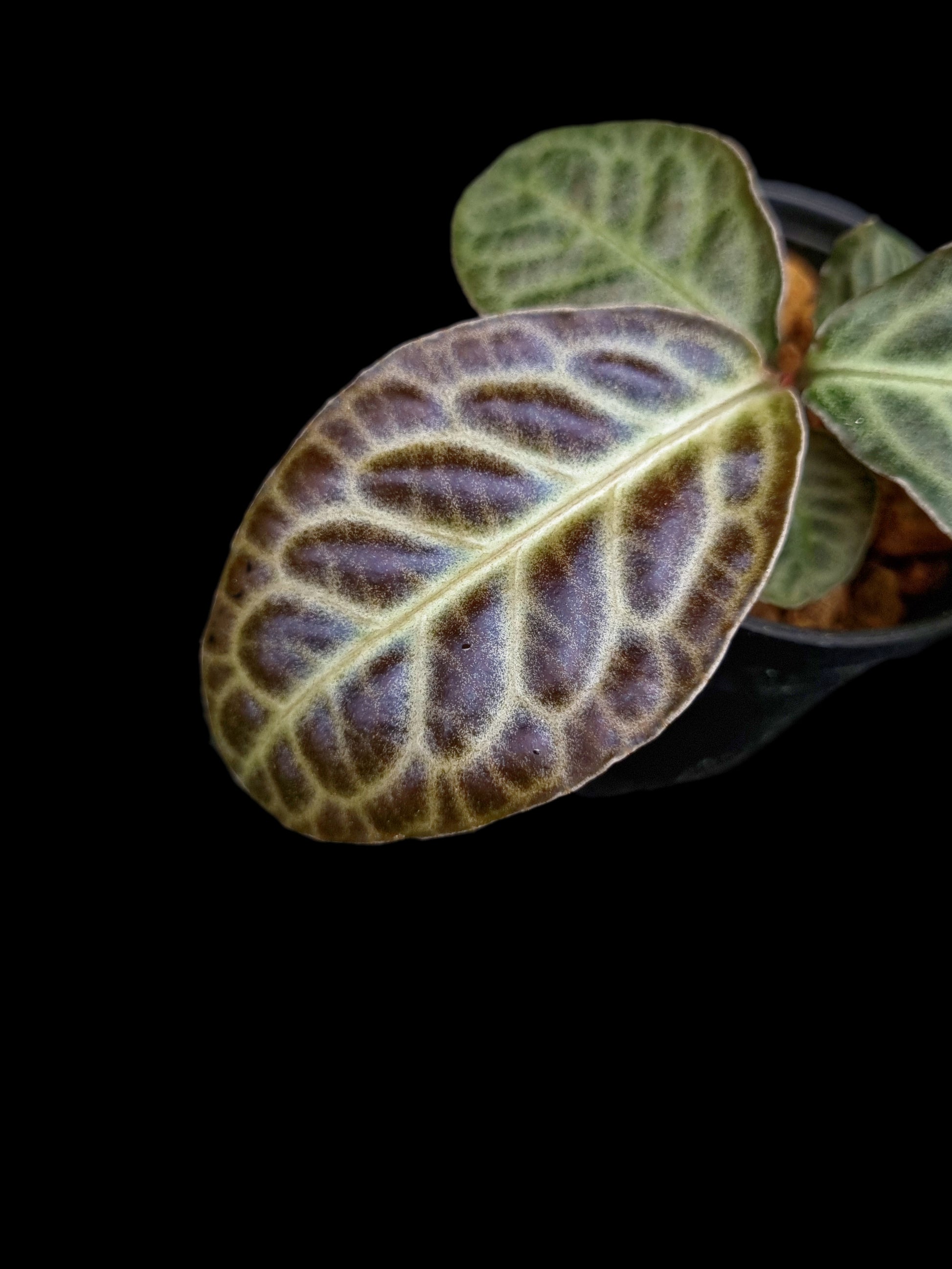 labisia beccarii turtle back sale Singapore potted plant 