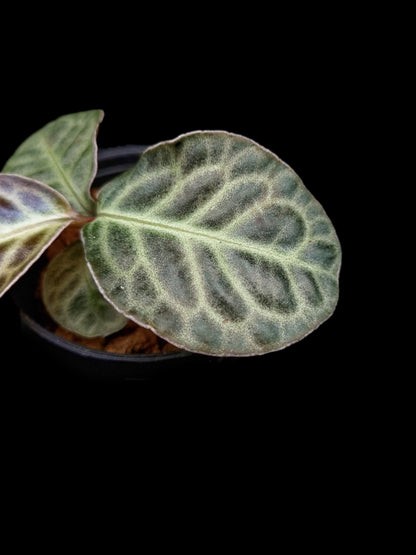 labisia beccarii turtle back sale Singapore potted plant 