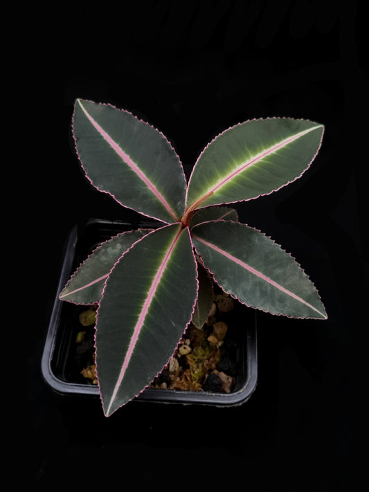 labisia pumila sale Singapore potted terrarium plant top view