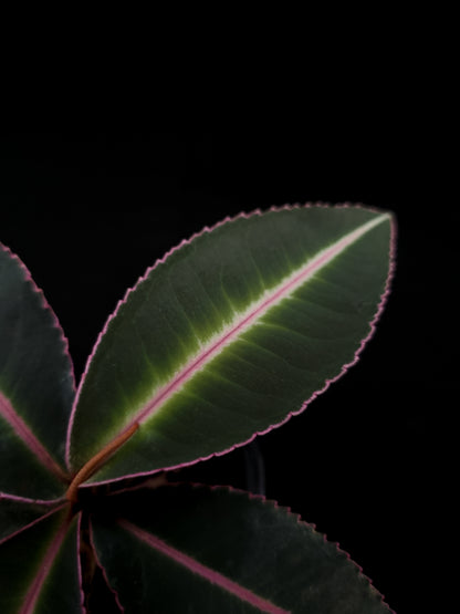 labisia pumila sale Singapore potted terrarium plant leaf detail