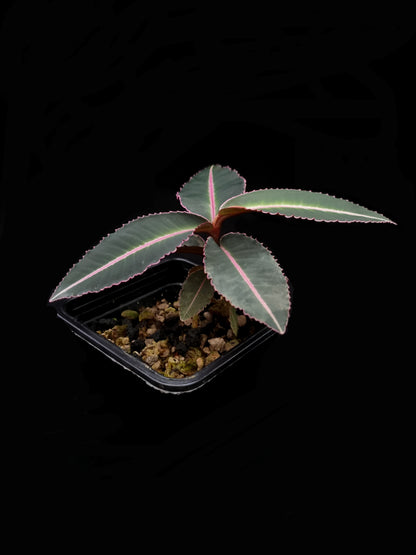 labisia pumila sale Singapore potted terrarium plant side view