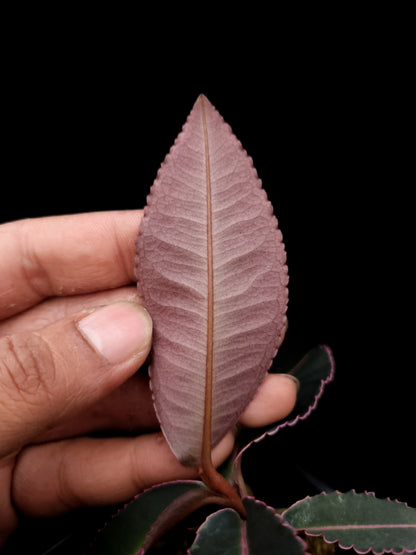 labisia pumila sale Singapore potted terrarium plant leaf abaxial
