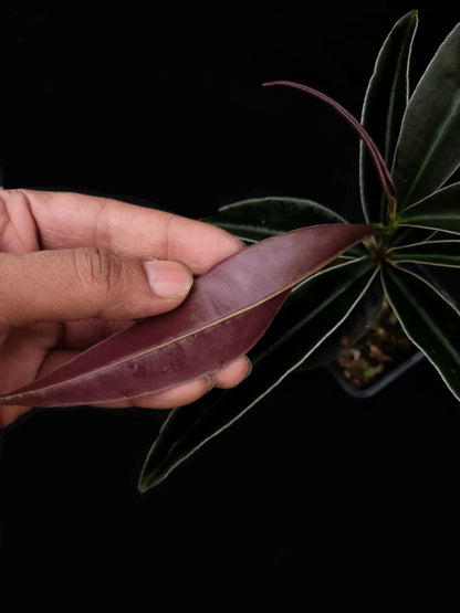 labisia putussibau sale Singapore potted terrarium plant leaf abaxial 