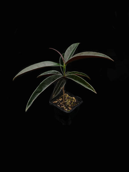 labisia putussibau sale Singapore potted terrarium plant side view