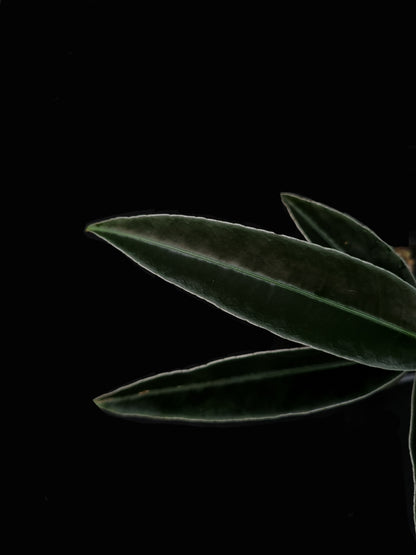 labisia putussibau sale Singapore potted terrarium plant leaf detail