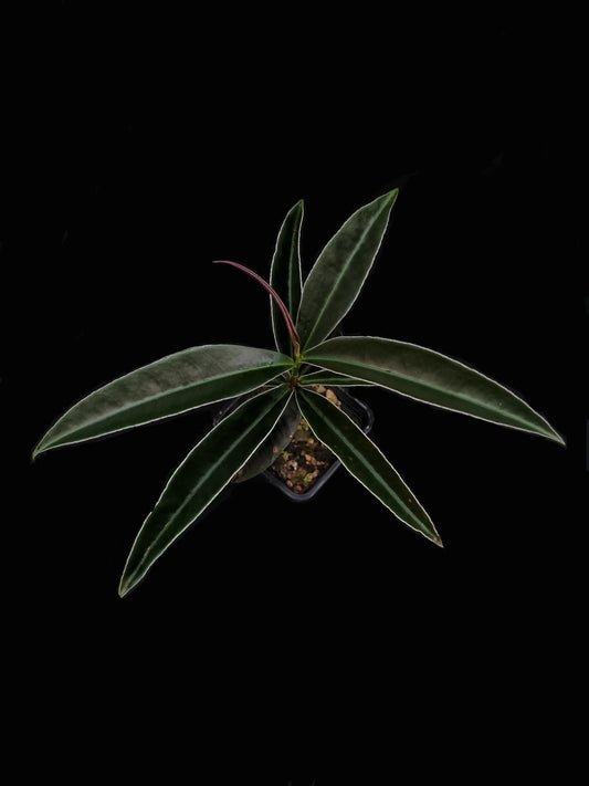 labisia putussibau sale Singapore potted terrarium plant top view