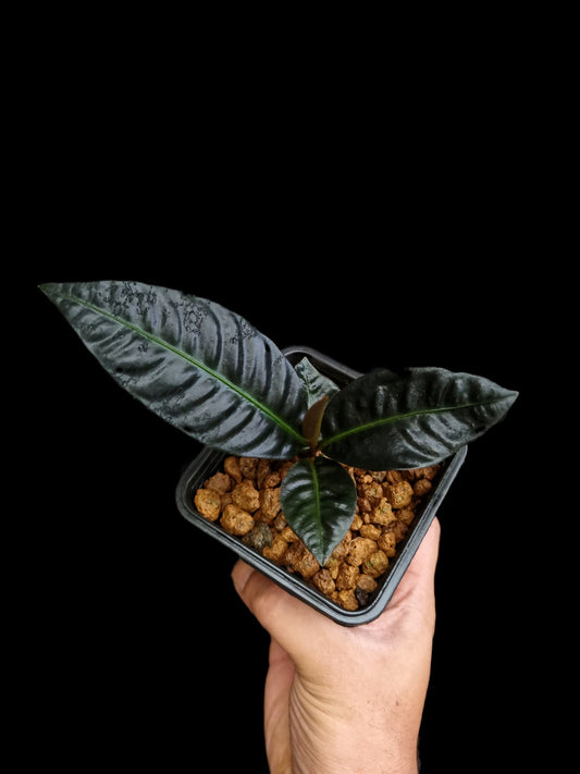 Labisia sp. 'Sekadau'