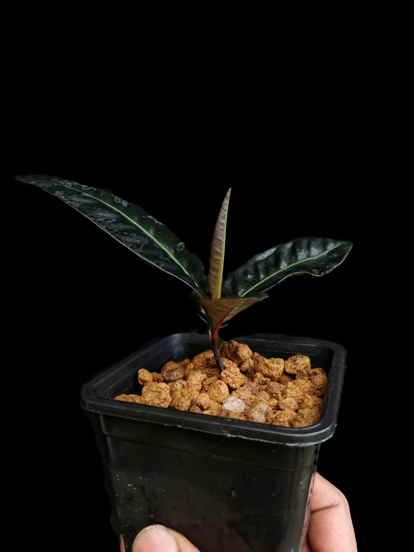 Labisia sp. 'Sekadau'