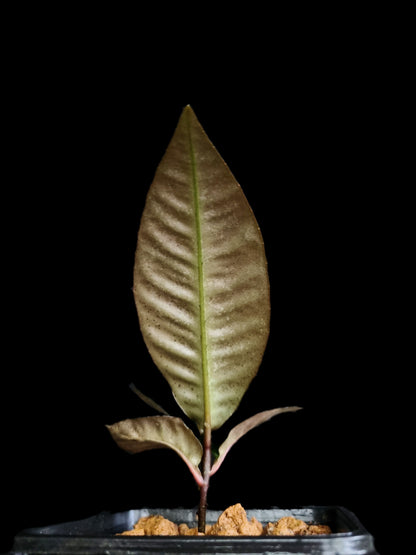 Labisia sp. 'Sekadau'