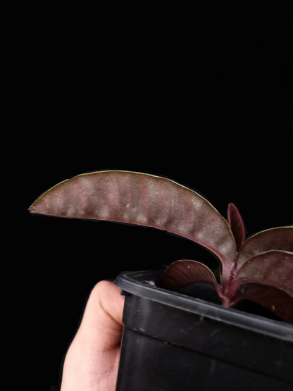labisia butterfly singkawang sale Singapore potted plant rare terrarium leaf abaxial