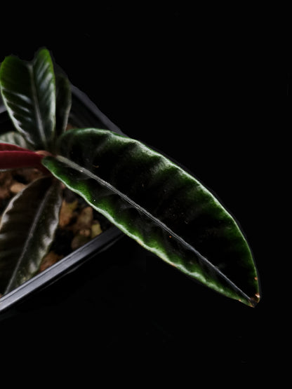 labisia butterfly singkawang sale Singapore potted plant rare terrarium leaf detail