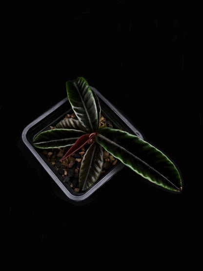 labisia butterfly singkawang sale Singapore potted plant rare terrarium top view