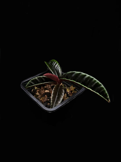 labisia butterfly singkawang sale Singapore potted plant rare terrarium side view