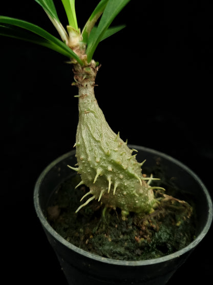 Myrmecodia schlechteri ant plant sale Singapore potted plant caudex