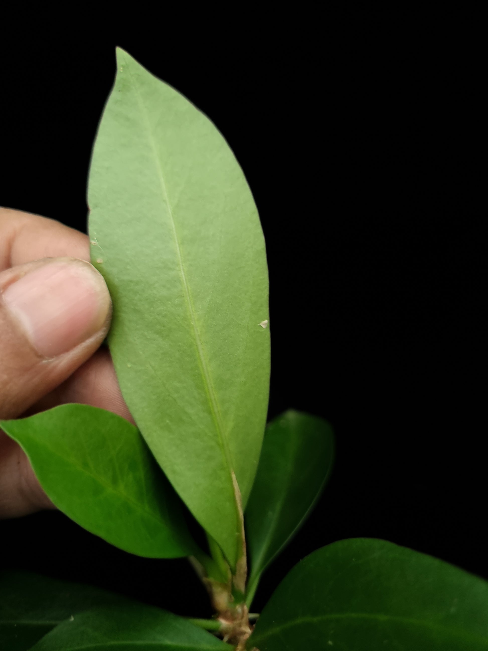 Myrmecodia schlechteri ant plant sale Singapore potted plant leaf abaxial