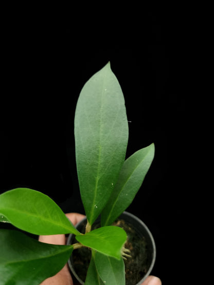 Myrmecodia schlechteri ant plant sale Singapore potted plant leaf adaxial