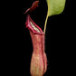 nepenthes alata x truncata ep exotica plants carnivorous plants pitcher plant sale Singapore side view 