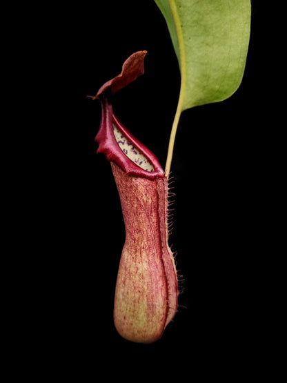 nepenthes alata x truncata ep exotica plants carnivorous plants pitcher plant sale Singapore side view 