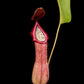 nepenthes alata x truncata ep exotica plants carnivorous plants pitcher plant sale Singapore front view 