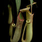 nepenthes albomarginata pitcher plant carnivorous plant sale Singapore potted plant