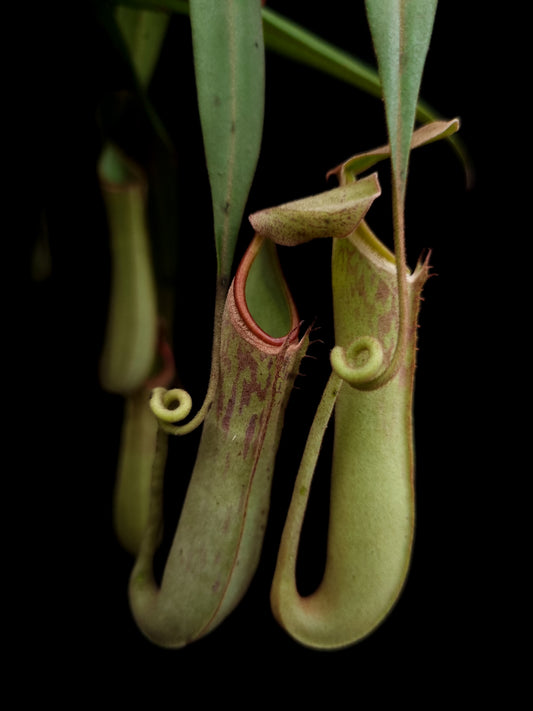 nepenthes albomarginata pitcher plant carnivorous plant sale Singapore potted plant