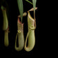nepenthes albomarginata pitcher plant carnivorous plant sale Singapore potted plant