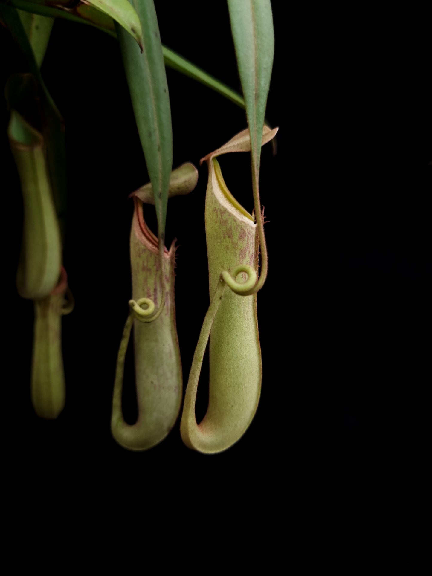 nepenthes albomarginata pitcher plant carnivorous plant sale Singapore potted plant