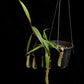 nepenthes albomarginata pitcher plant carnivorous plant sale Singapore potted plant