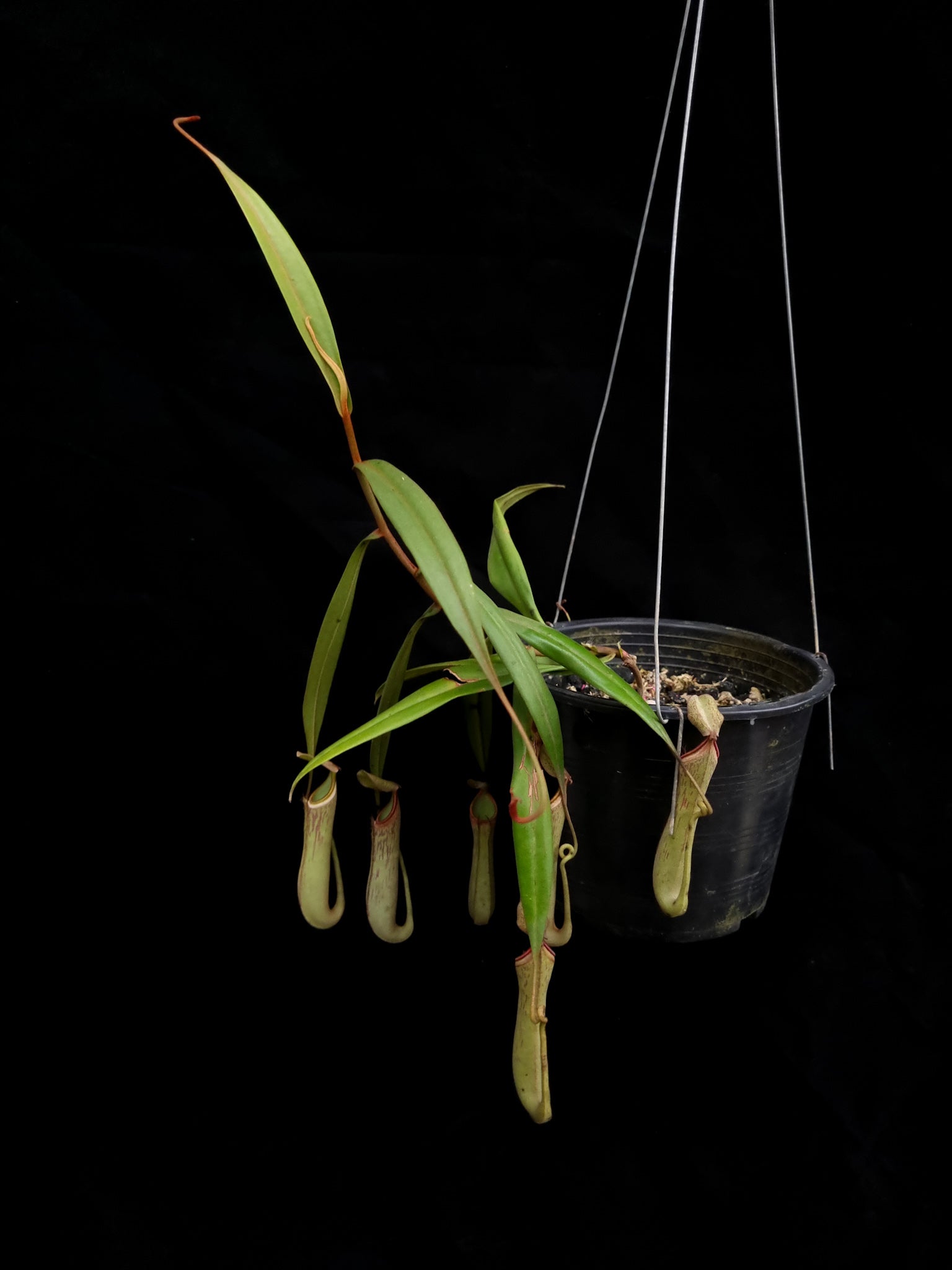 nepenthes albomarginata pitcher plant carnivorous plant sale Singapore potted plant