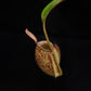 nepenthes ampullaria pitcher plant carnivorous plant sale Singapore top view 