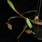 nepenthes ampullaria pitcher plant carnivorous plant sale Singapore