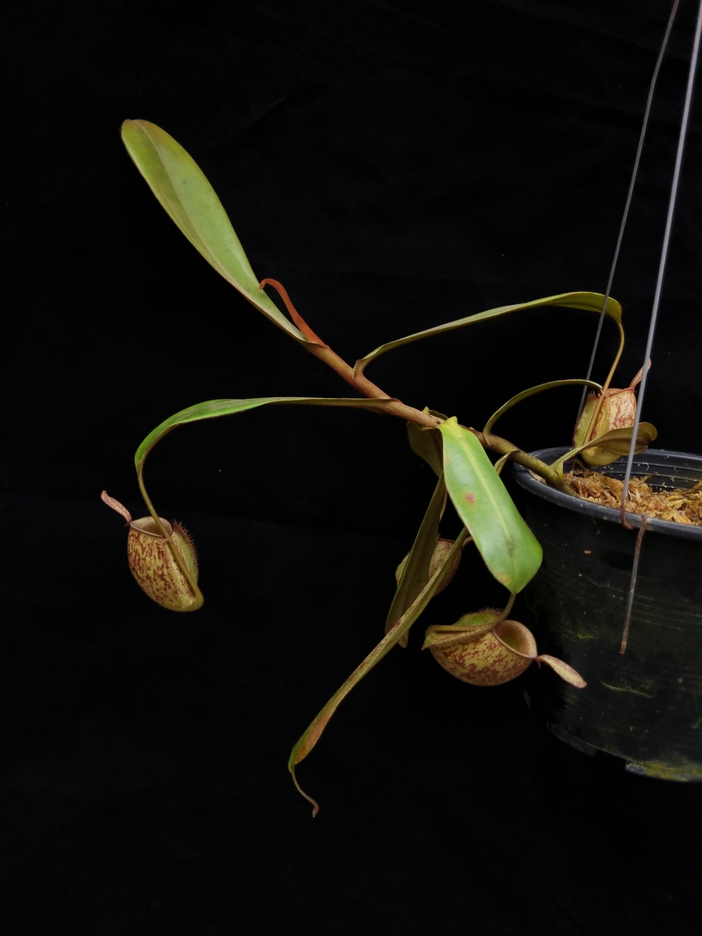 nepenthes ampullaria pitcher plant carnivorous plant sale Singapore